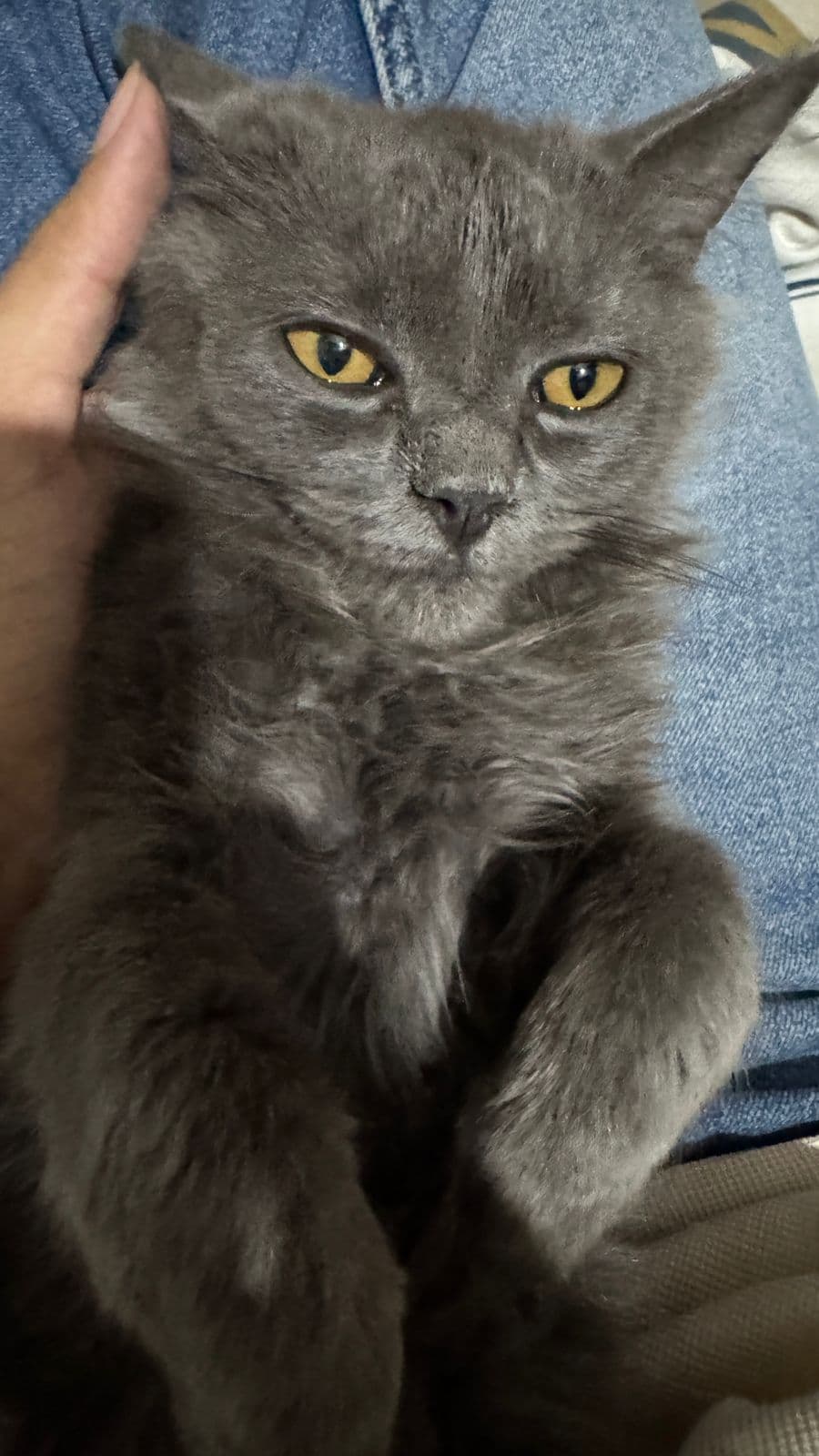 Cody — the cat who inspired PawConnect